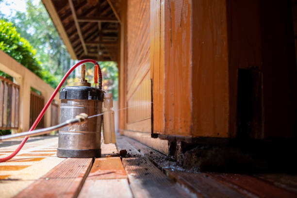 Best Wasp Removal Services  in Nisswa, MN